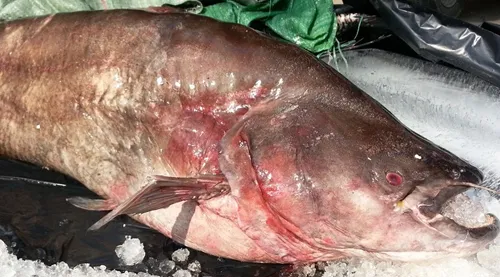 Cá leo có giá trị kinh tế cao, thịt thơm ngon, bổ dưỡng. Ảnh:A.N Cá leo có giá trị kinh tế cao, thịt thơm, bổ dưỡng. Ảnh: A.N