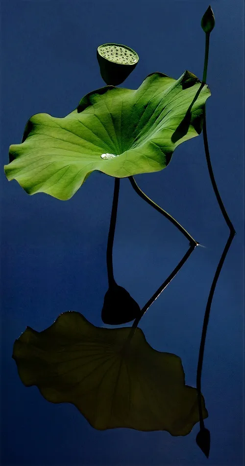 Vẻ đẹp quê hương qua ống kính bà cụ Sài Gòn ảnh 6