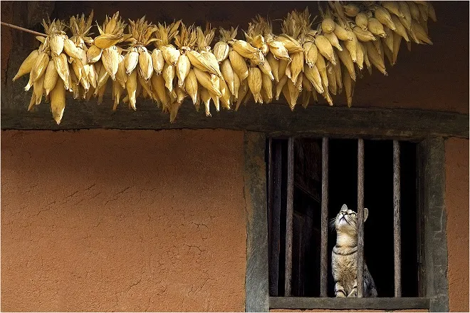 Vẻ đẹp quê hương qua ống kính bà cụ Sài Gòn ảnh 12