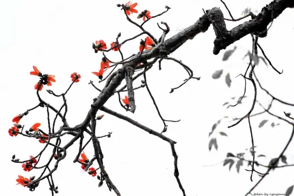 Miên man hoa gạo tháng 3 ảnh 3 Miên man hoa gạo tháng 3 ảnh 3