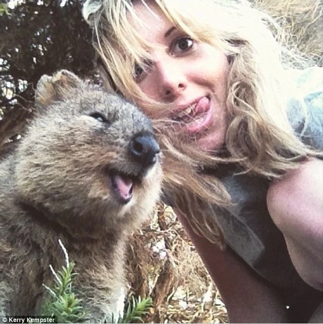 Lông của Quokka khá mịn, màu nâu xám và nhạt dần phía dưới. (Nguồn: Instagram)