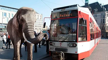 Thụy Điển cấm voi dạo phố ảnh 1