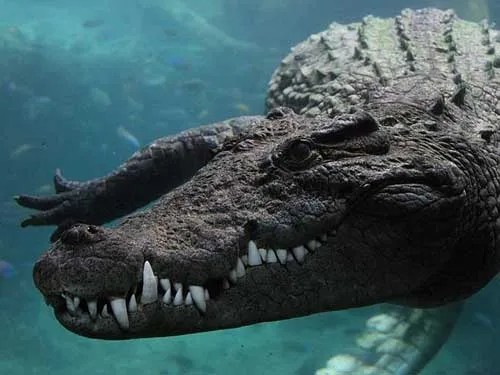 Bà mẹ quyết chiến với cá sấu, giải cứu con ảnh 2 Bà mẹ quyết chiến với cá sấu, giải cứu con ảnh 2