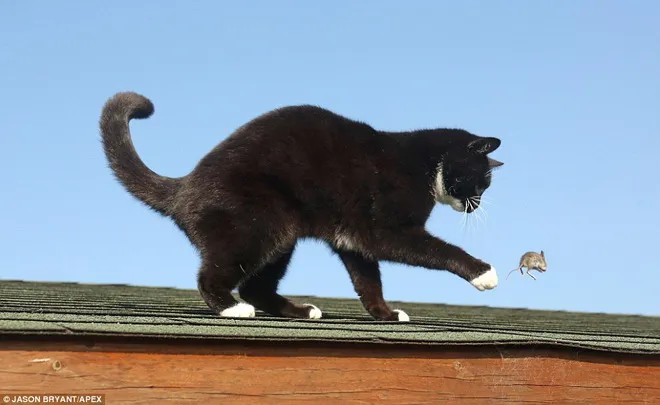 Màn bắt chuột đáng kinh ngạc của con mèo tinh ranh ảnh 3