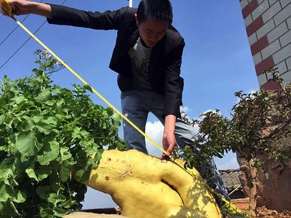 Củ cải ‘khổng lồ’ to bằng trẻ 3 tuổi ảnh 2