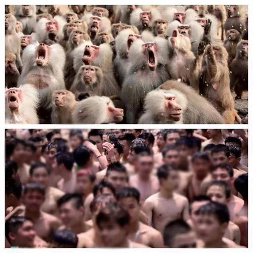 Hài hước: Những bức ảnh chế sau vụ công viên nước Hồ Tây ảnh 12