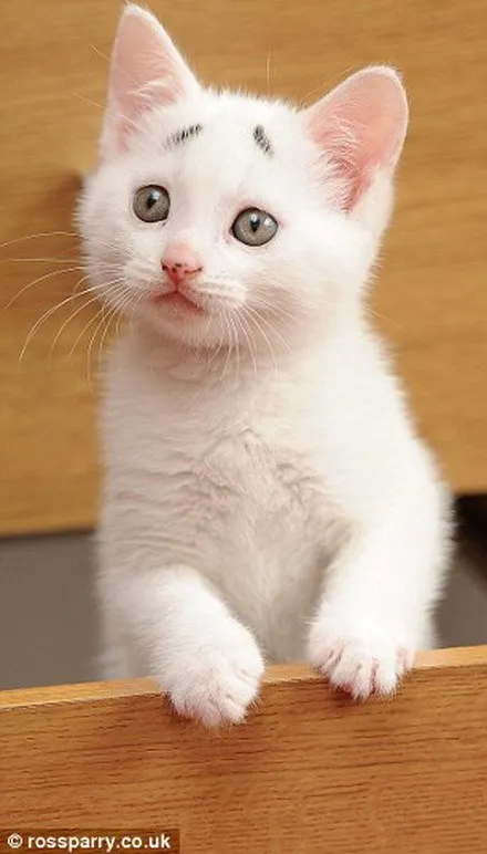 Chú mèo gây sốt nhờ cặp “lông mày” khác thường ảnh 3