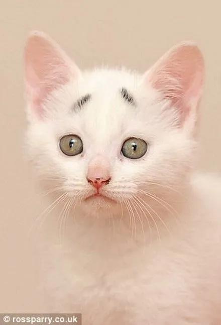 Chú mèo gây sốt nhờ cặp “lông mày” khác thường ảnh 4