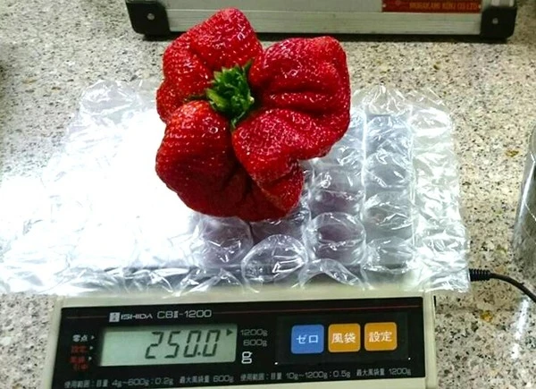 Quả dâu tây đột biến 'khổng lồ' nặng 250gr ở Nhật ảnh 2 Quả dâu tây đột biến 'khổng lồ' nặng 250gr ở Nhật ảnh 2
