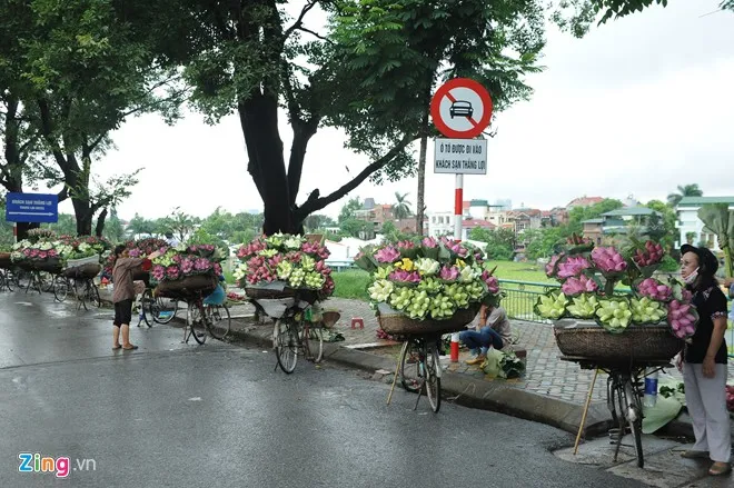 Hà Nội rực rỡ mùa hoa sen 