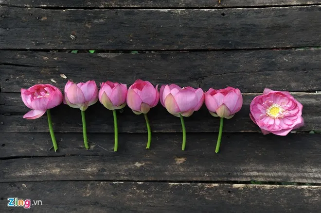 Hà Nội rực rỡ mùa hoa sen 