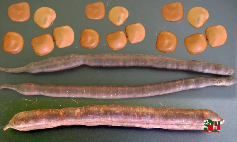 Chùm ảnh ngẩn ngơ hương sắc Muồng hoa đào ảnh 8 Chùm ảnh ngẩn ngơ hương sắc Muồng hoa đào ảnh 8