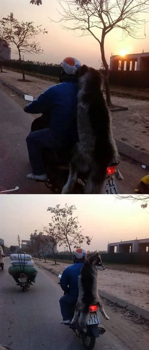 'Chết cười' với những bức ảnh hài hước ảnh 19