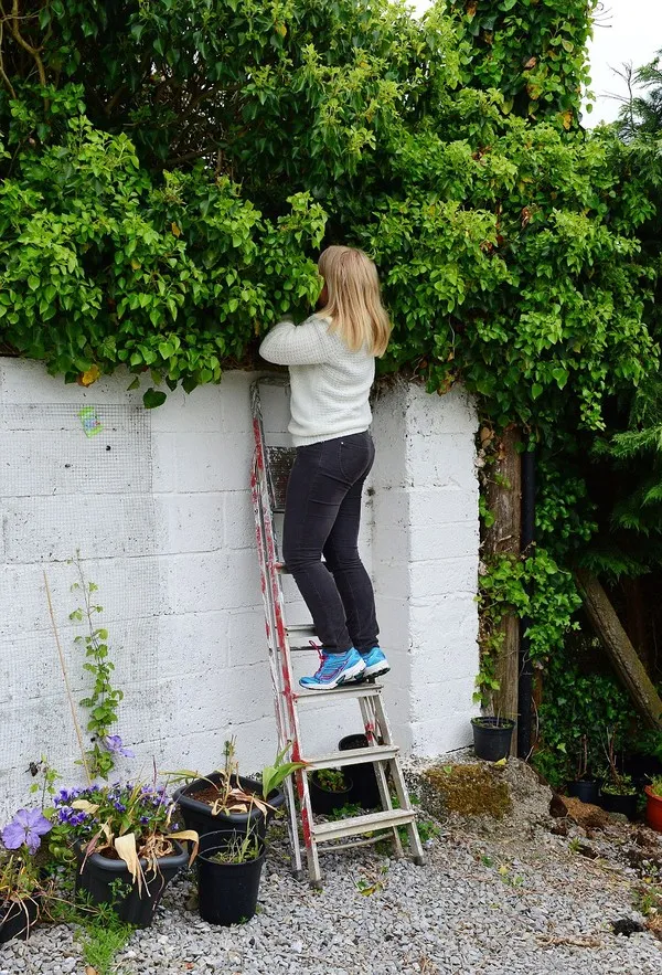 Kỳ lạ mèo đẻ con trong chiếc tổ chim trên cây ảnh 4