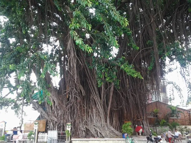 Những ‘cụ’ cây trăm tuổi ở Biên Hòa ảnh 1 Những ‘cụ’ cây trăm tuổi ở Biên Hòa ảnh 1