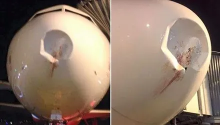 Chim đâm móp đầu máy bay ảnh 1