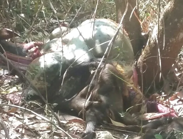 Đồng Nai: Phát hiện một con bò tót nghi bị bắn chết ảnh 1 Đồng Nai: Phát hiện một con bò tót nghi bị bắn chết ảnh 1