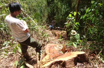 Ra lệnh bắt trùm lâm tặc phá rừng thủy điện Đồng Nai 5 ảnh 1
