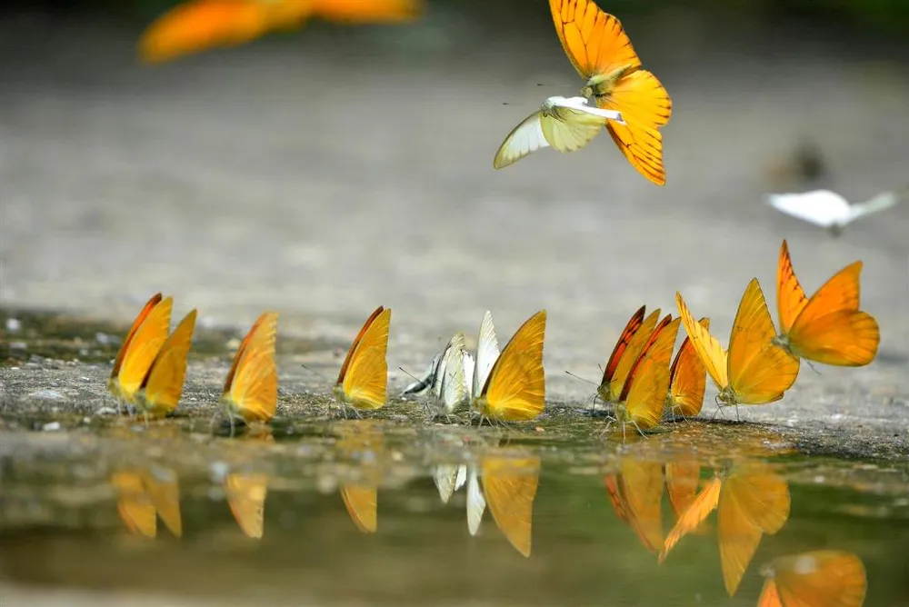 Vào rừng Cúc Phương ngắm bướm bay rợp trời ảnh 2 Vào rừng Cúc Phương ngắm bướm bay rợp trời ảnh 2