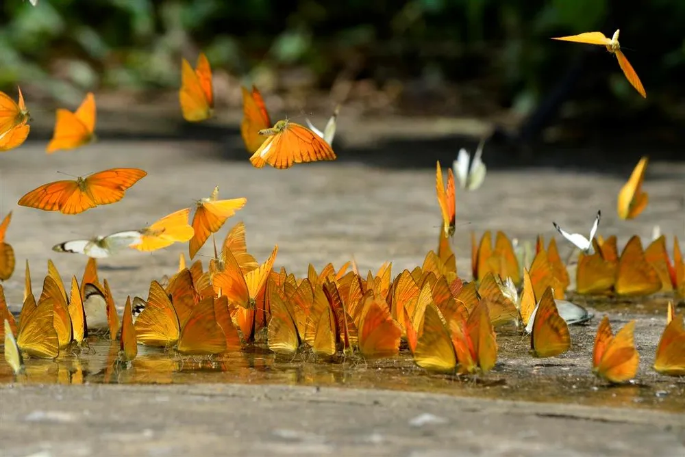 Vào rừng Cúc Phương ngắm bướm bay rợp trời ảnh 3 Vào rừng Cúc Phương ngắm bướm bay rợp trời ảnh 3