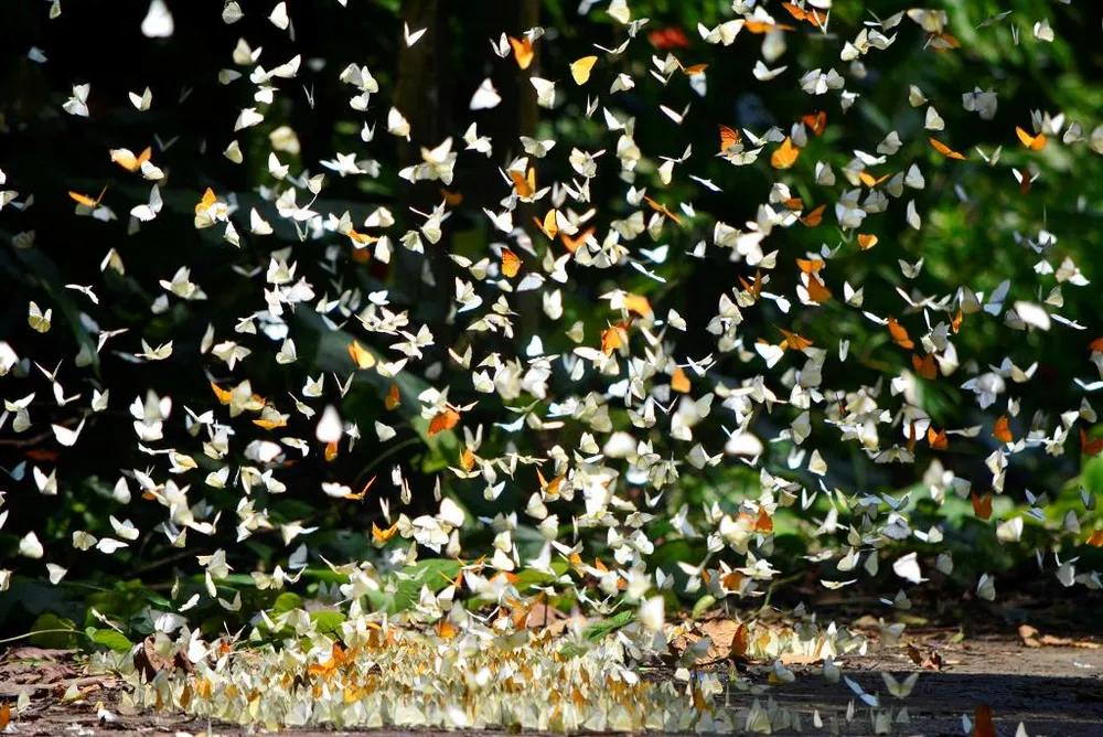 Vào rừng Cúc Phương ngắm bướm bay rợp trời ảnh 4 Vào rừng Cúc Phương ngắm bướm bay rợp trời ảnh 4