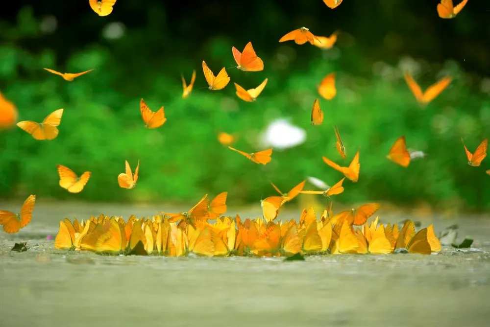 Vào rừng Cúc Phương ngắm bướm bay rợp trời ảnh 10 Vào rừng Cúc Phương ngắm bướm bay rợp trời ảnh 10