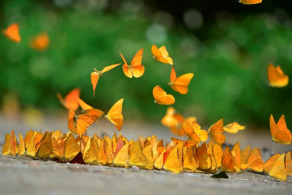 Vào rừng Cúc Phương ngắm bướm bay rợp trời ảnh 11 Vào rừng Cúc Phương ngắm bướm bay rợp trời ảnh 11