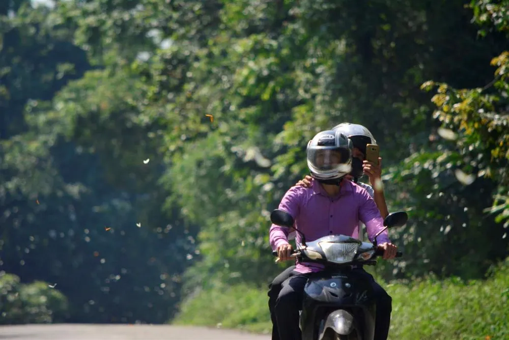 Vào rừng Cúc Phương ngắm bướm bay rợp trời ảnh 19 Vào rừng Cúc Phương ngắm bướm bay rợp trời ảnh 19