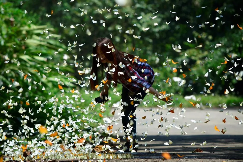 Vào rừng Cúc Phương ngắm bướm bay rợp trời ảnh 21 Vào rừng Cúc Phương ngắm bướm bay rợp trời ảnh 21