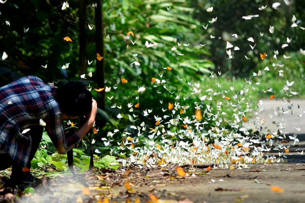 Vào rừng Cúc Phương ngắm bướm bay rợp trời ảnh 14 Vào rừng Cúc Phương ngắm bướm bay rợp trời ảnh 14