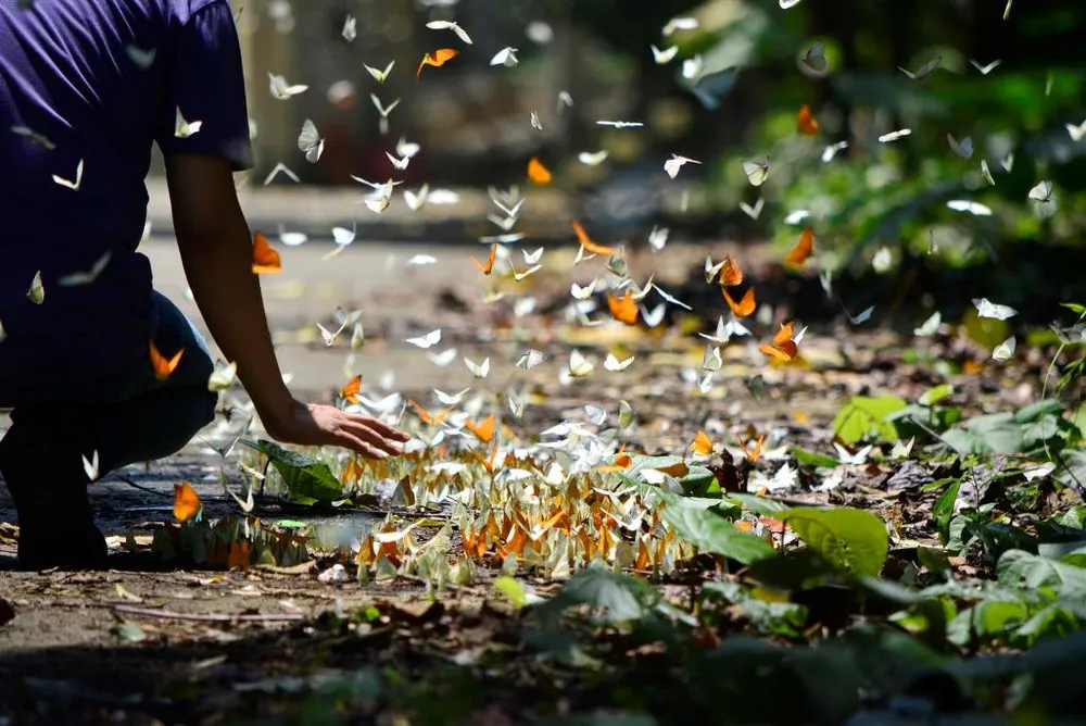 Vào rừng Cúc Phương ngắm bướm bay rợp trời ảnh 15 Vào rừng Cúc Phương ngắm bướm bay rợp trời ảnh 15
