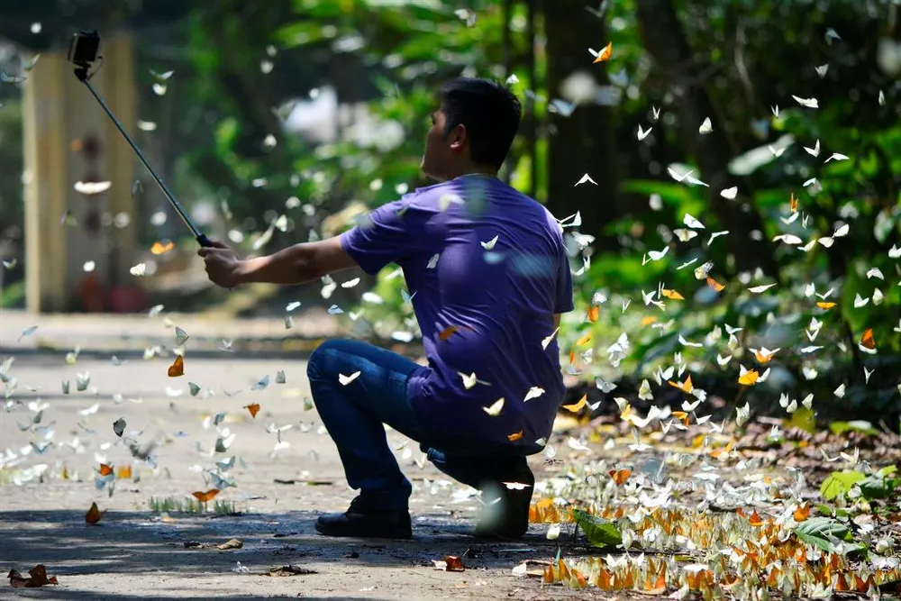 Vào rừng Cúc Phương ngắm bướm bay rợp trời ảnh 16 Vào rừng Cúc Phương ngắm bướm bay rợp trời ảnh 16