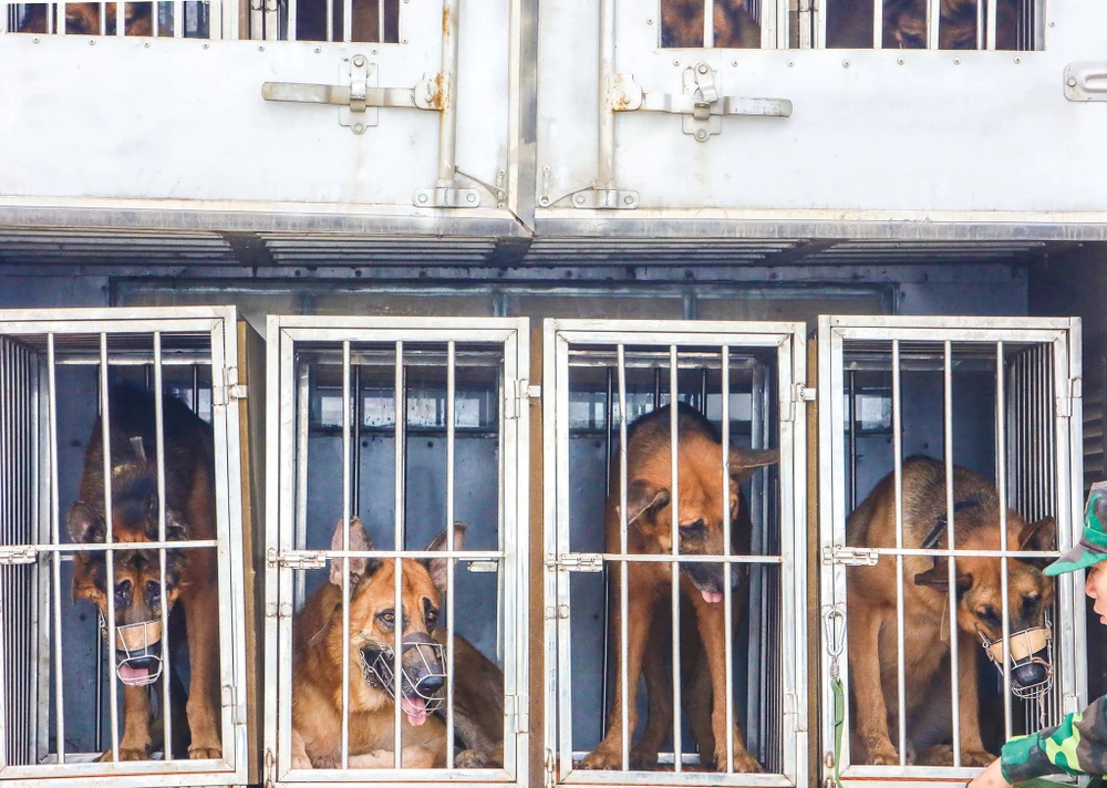 Chó nghiệp vụ tham gia bảo vệ APEC ở Đà Nẵng ảnh 3