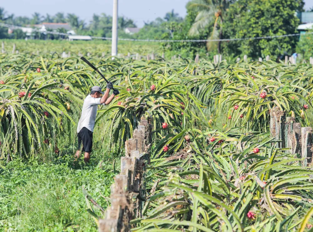 Cây thanh long ở huyện Châu Thành hiện này bị người dân phá bỏ rất nhiều Cây thanh long ở huyện Châu Thành hiện này bị người dân phá bỏ rất nhiều
