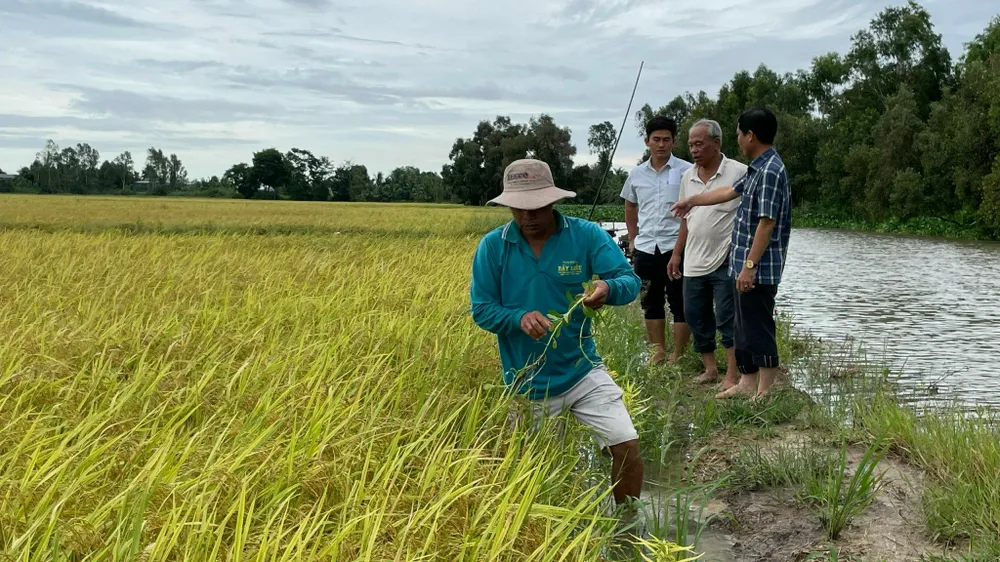 Người dân đang tìm hướng ứng cứu diện tích lúa bị ngập. Ảnh: HD