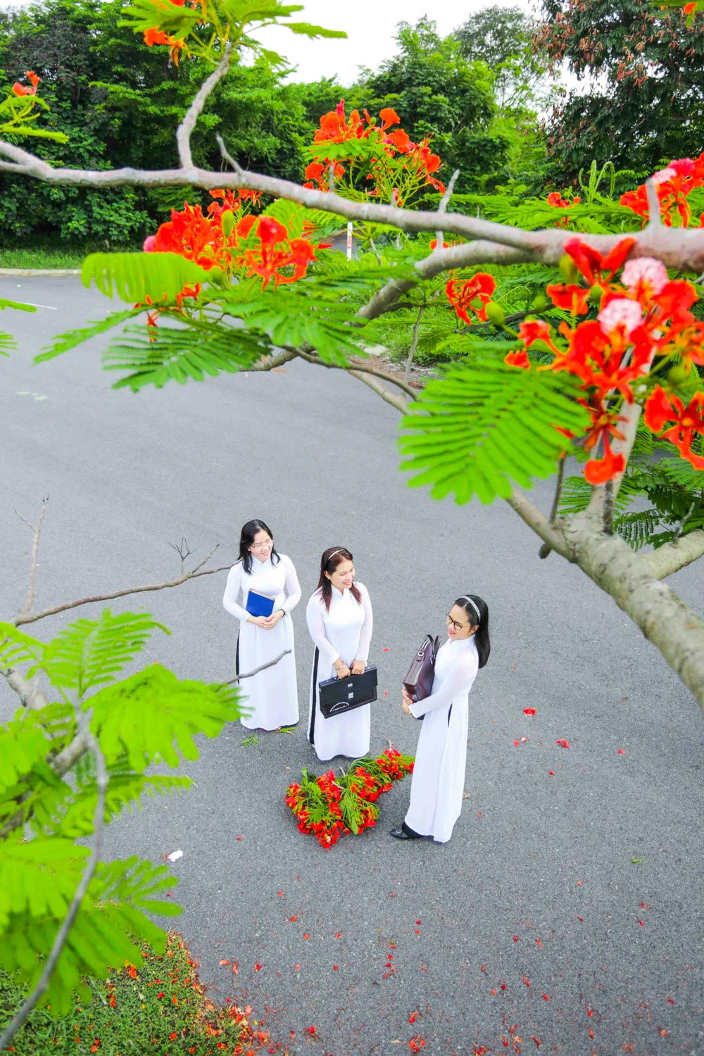 Chị Thu Lan và các bạn tìm về ký ức tuổi học trò dưới hàng cây hoa phượng đỏ. Ảnh: HD