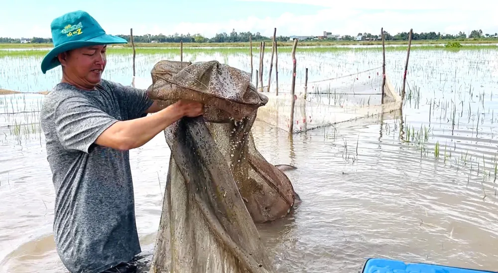 Người dân ở các huyện vùng Đồng Tháp Mười tranh thủ mưu sinh mùa lũ. Ảnh: HUỲNH DU