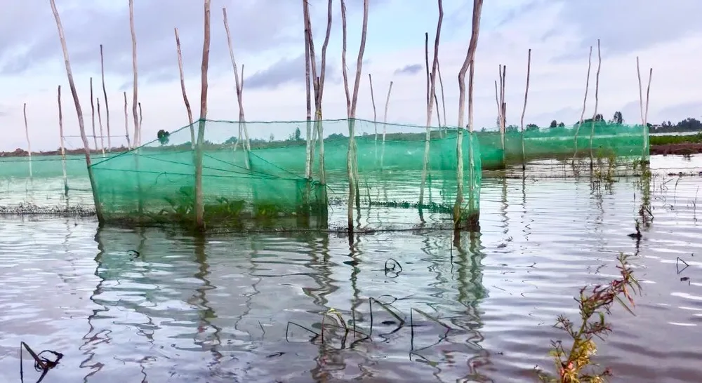 Những bầu lưới được ngư dân đặt để đánh bắt cá linh. Ảnh: HUỲNH DU Những bầu lưới được ngư dân đặt để đánh bắt cá linh. Ảnh: HUỲNH DU
