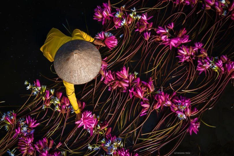 Sắc hồng tím ngọt ngào của hoa súng mùa nước nổi.