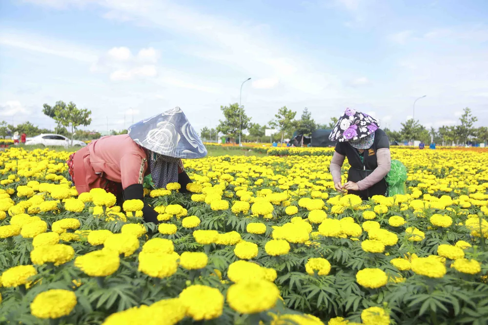Người trồng hoa ở Long An vẫn kỳ vọng đạt lợi nhuận vào vụ tết năm nay. Ảnh: HUỲNH DU