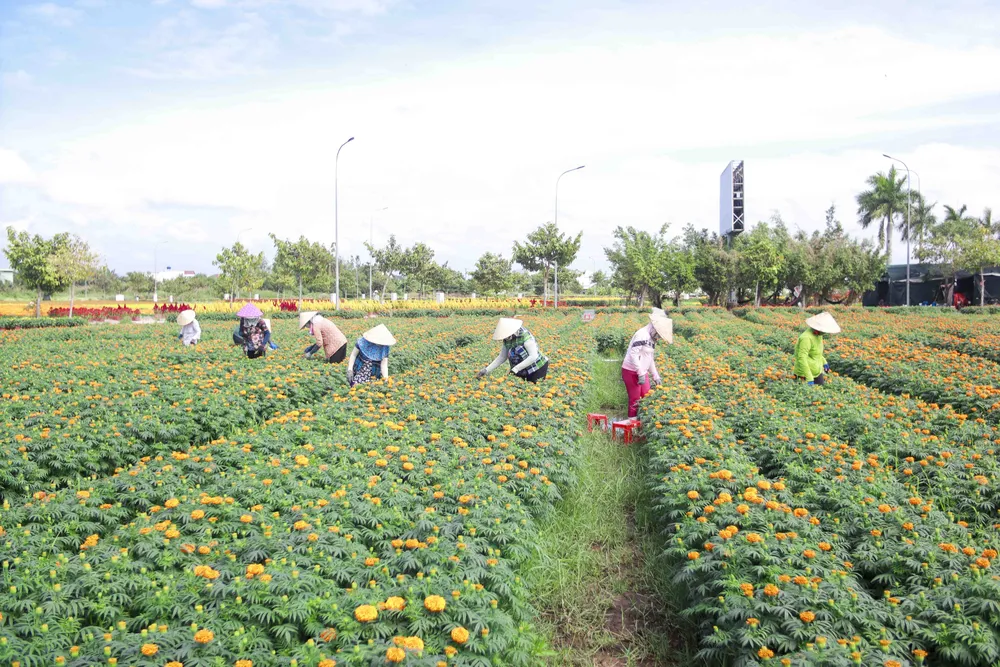 Nông dân ở huyện Thủ Thừa chăm sóc hoa để sẳn sàng phục vụ tết Nguyên đán năm nay. Ảnh: HUỲNH DU
