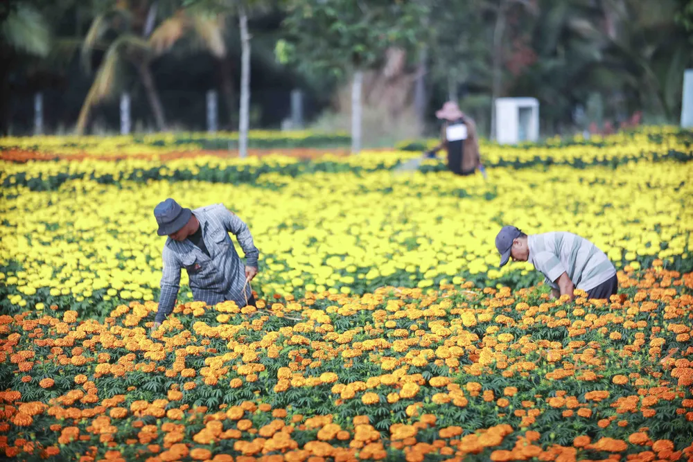hoa vạn thọ thủ thừa long an