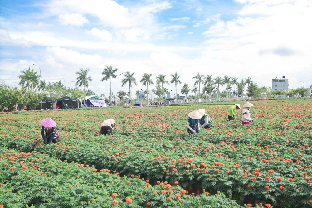 hoa tết thủ thừa long an