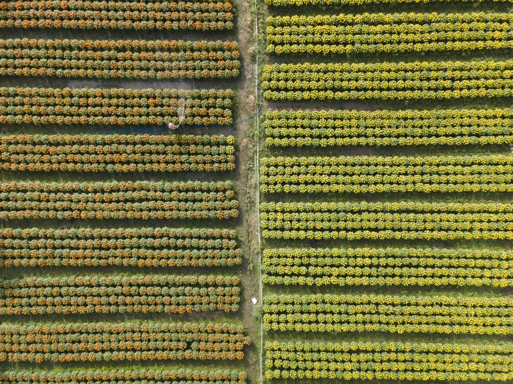 hoa tết thủ thừa long an