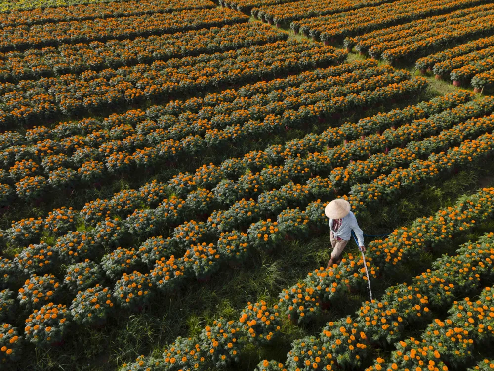 hoa tết thủ thừa long an