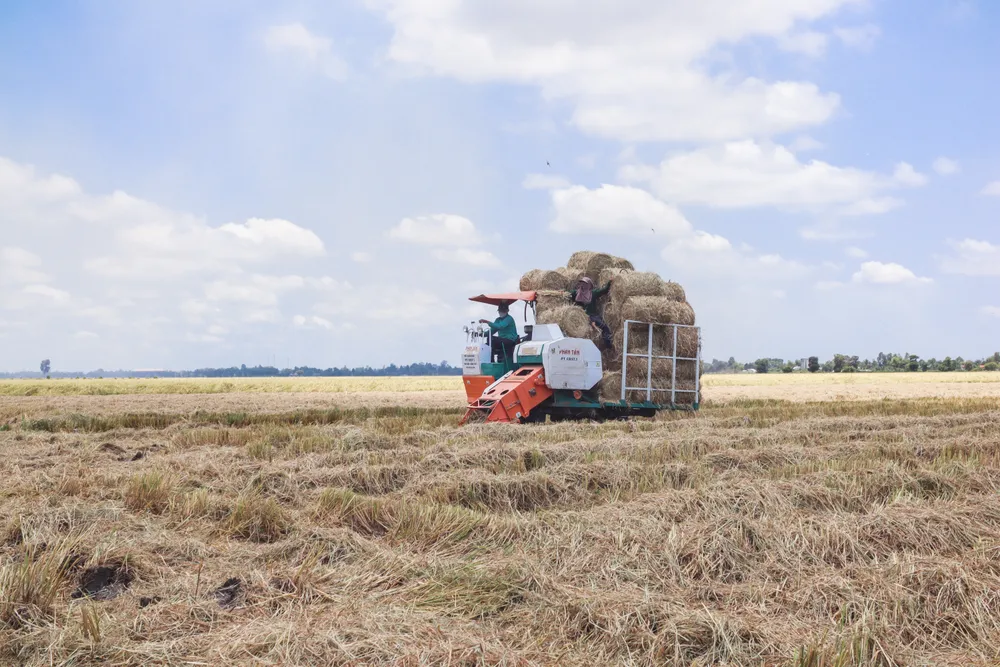 Nghề làm rơm không quá vất vả, lại mang đến nguồn thu nhập ổn định cho khá nhiều người gồm: Chủ ruộng, chủ máy cuốn rơm, thương lái, nhân công, chủ phương tiện vận chuyển rơm. Trung bình mỗi hecta, máy cuộn được từ 120 – 130 cuộn rơm; mỗi ngày, máy có thể cuộn được từ 300 – 400 cuộn rơm, sau khi trừ chi phí chủ máy thu nhập từ 1,3 – 1,5 triệu đồng/ngày.