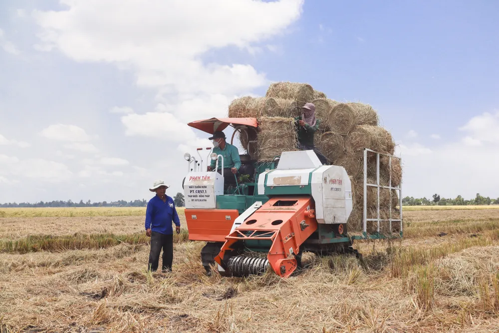 Do nhu cầu tiêu thụ rơm ngày càng tăng nên rơm rất hút hàng vào mỗi vụ thu hoạch lúa. Từ đó, nông dân không những có thêm thu nhập từ 400 – 500 ngàn đồng/hecta từ việc bán rơm mà còn giảm bớt được chi phí vệ sinh đồng ruộng. “Tiền bán rơm tui dùng để trang trải chi phí cày trục đất cho vụ lúa sắp tới, tuy không nhiều nhưng cũng đỡ được phần nào tiền nhà” – Ông Võ Thiện Tính, xã Hậu Thạnh Tây, huyện Tân Thạnh chia sẻ.