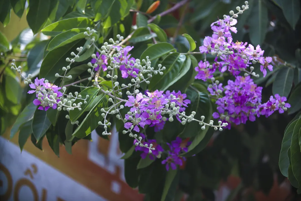 Sắc tím hoa bằng lăng ngọt ngào, thơ mộng đến nao lòng.