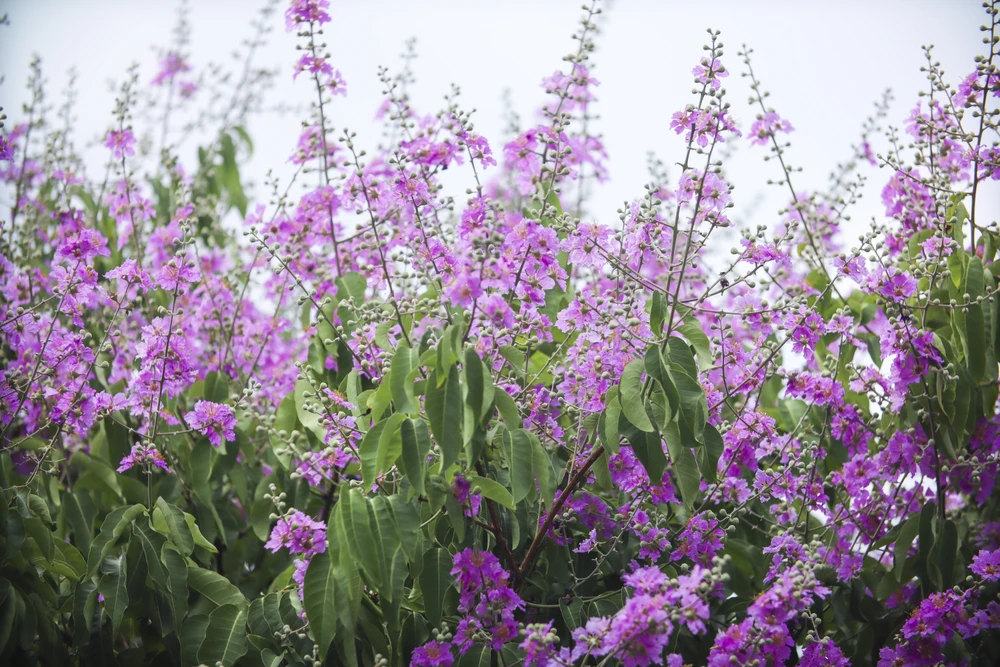 Sắc tím của bằng lăng dường như đã quá quen thuộc với người dân miền tây qua những bài hát như: Hoa tím bằng lăng, Hoa bằng lăng, Đường tím bằng lăng…