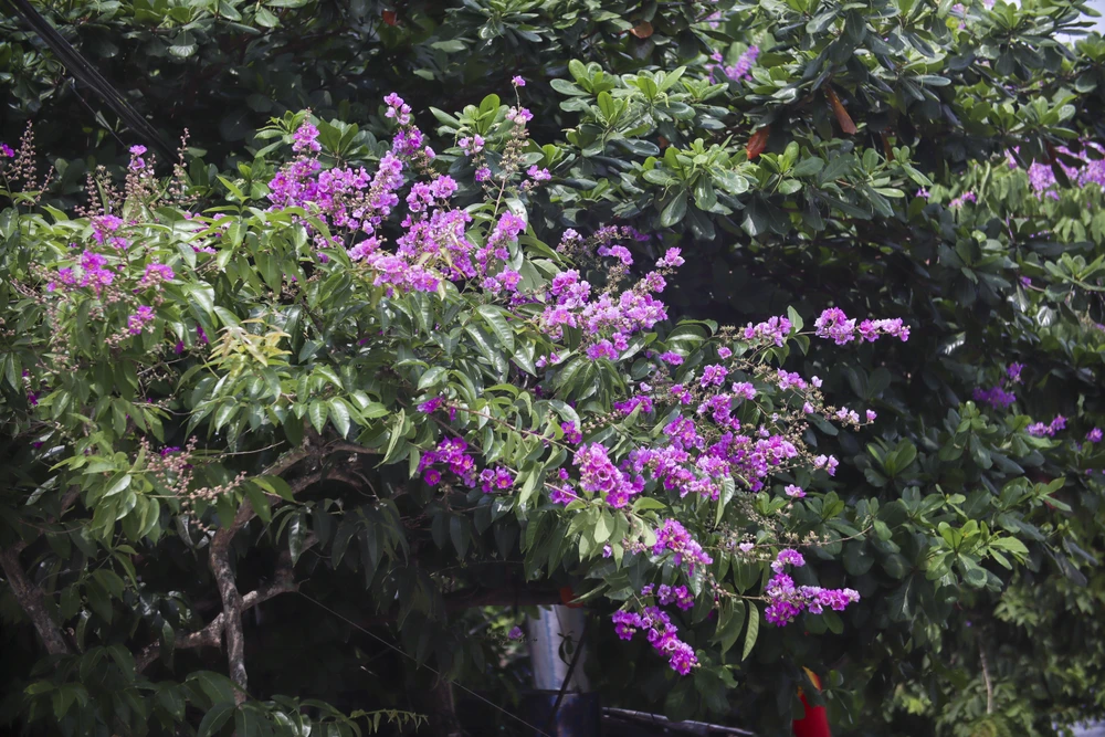 Hoa bằng lăng khoe sắc dưới ánh nắng chói chang của những ngày đầu tháng 5 tạo nên vẻ đẹp lãng mạn, nên thơ.